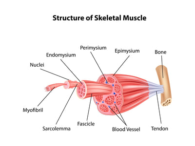 What is Muscle Fascia?